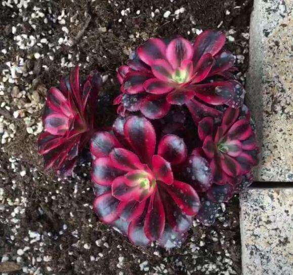 我养护的法师多肉美杜莎