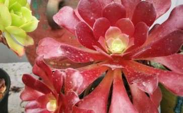 为什么法师多肉 这么红 求原因 图片