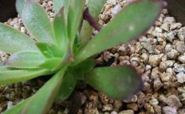 多肉法师的入坑经验分享 图片