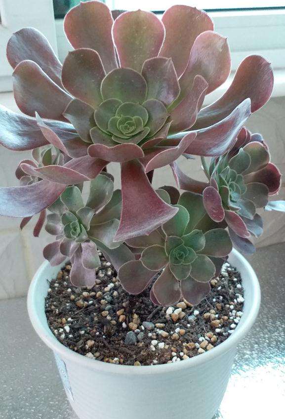 法师多肉的叶片能叶插吗