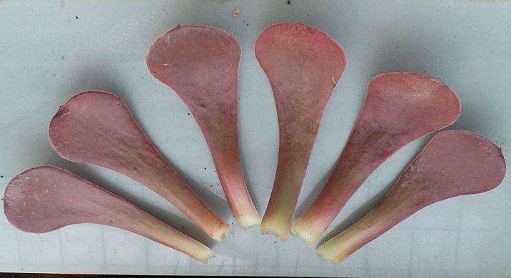 法师多肉的叶片能叶插吗