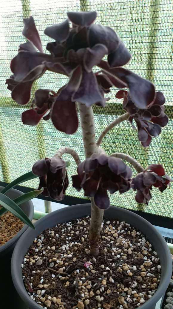 法师多肉的叶片能叶插吗