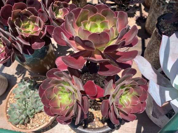 法师算不算多肉植物 谁讲下