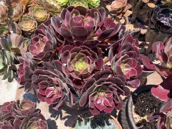 法师算不算多肉植物 谁讲下