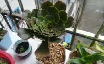 怎么判断法师多肉是否醒了 图片