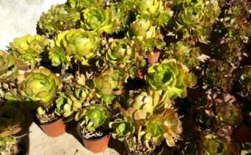 我最后悔的事 就是养法师多肉 图片