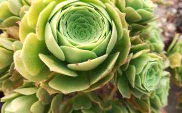 为什么这才是最好养的法师多肉 图片