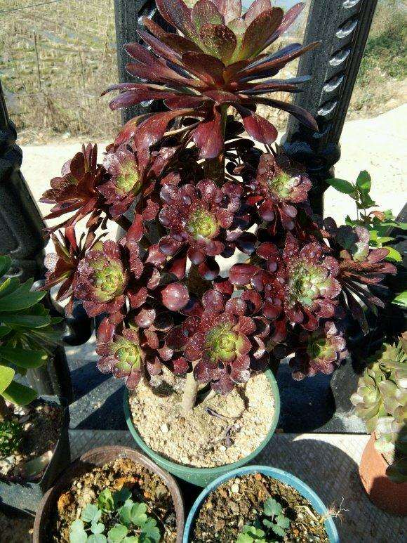 黑法师多肉怎么控养 太容易徒长了