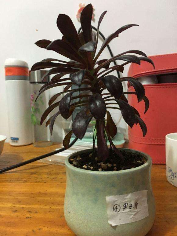 黑法师多肉怎么控养 太容易徒长了