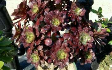 黑法师多肉怎么控养 太容易徒长了