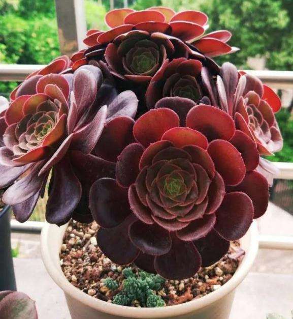 夏天法师多肉怎么控制光照强度的方法