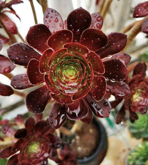 法师多肉怎么控制通风的方法