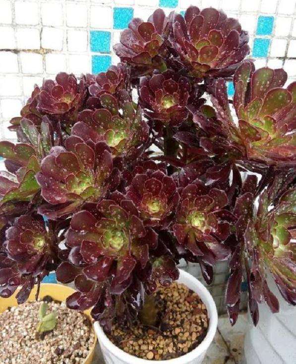 法师多肉怎么控制通风的方法