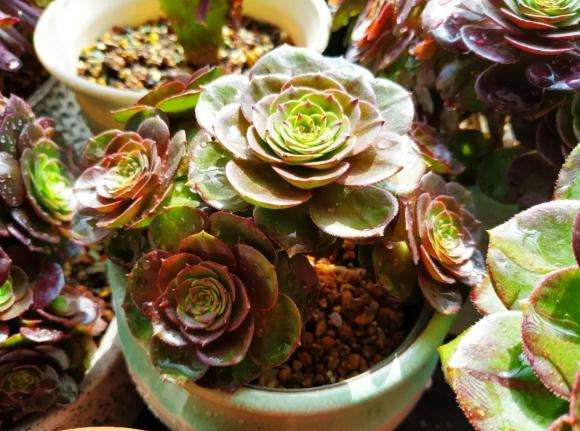 法师多肉怎么控制通风的方法