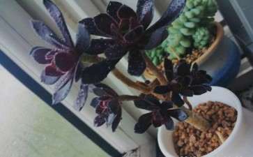 这个是黑法师多肉吗 为什么差距这么大