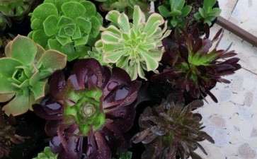 法师多肉长得真快啊 怎么办 图片