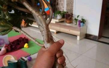 镇宅的法师多肉 可以吗 图片