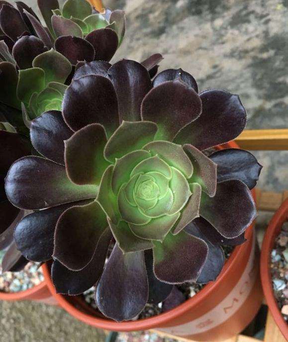 多肉法师的气味是什么样子的