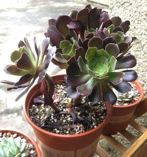 多肉法师的气味是什么样子的