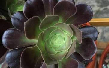 多肉法师的气味是什么样子的 图片