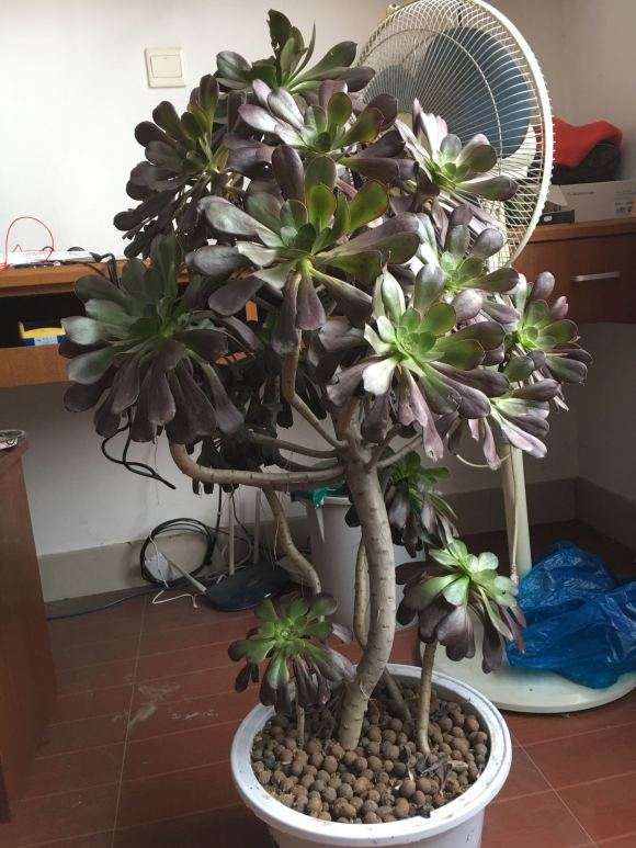 我的法师多肉老桩怎么了 枝杆都压弯了