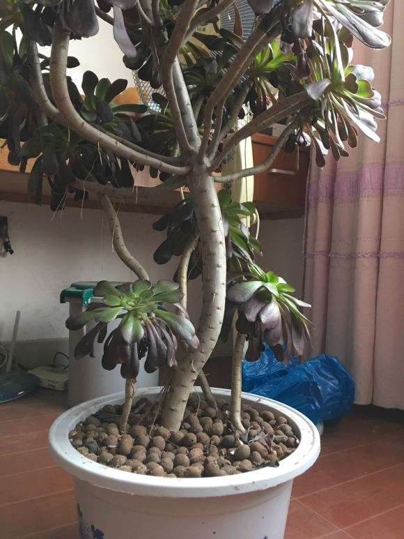 我的法师多肉老桩怎么了 枝杆都压弯了