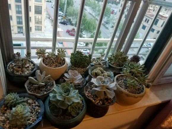 法师多肉好小 什么时候能长成老桩