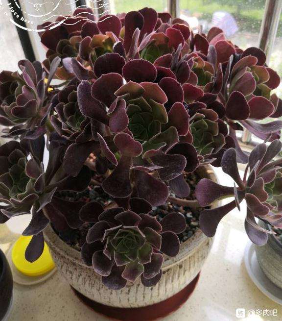 法师多肉好小 什么时候能长成老桩