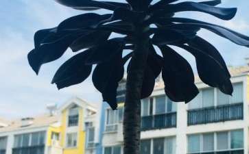 法师多肉几月份砍头最好 图片