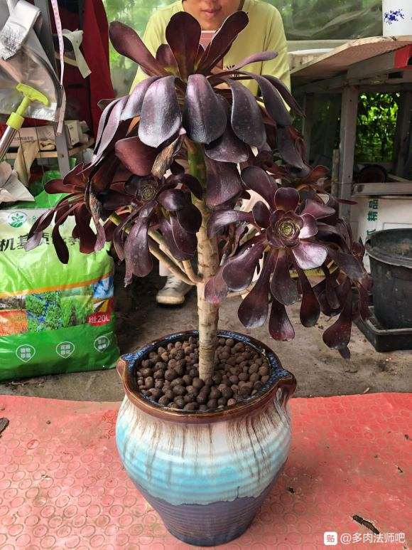 怎么让巫毒法师多肉发侧芽的方法