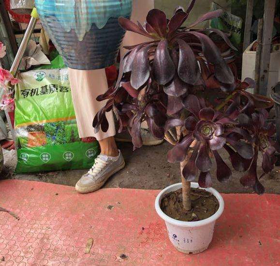 怎么让巫毒法师多肉发侧芽的方法