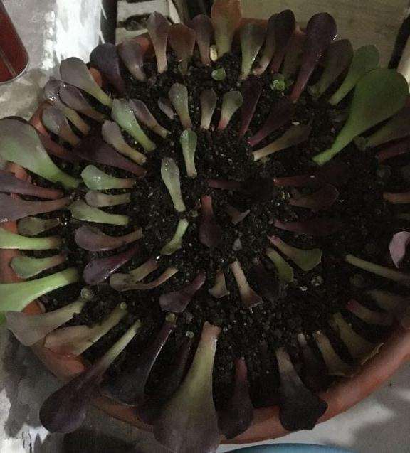 法师多肉怎么叶插的3个方法