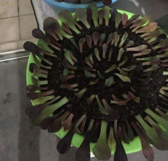 法师多肉怎么叶插的3个方法