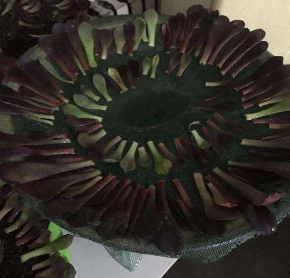 法师多肉可以叶插吗