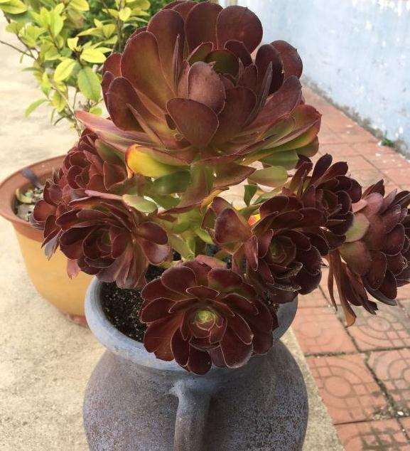 法师多肉可以叶插吗