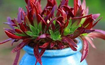 大家为什么买不到红酒法师多肉