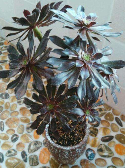 法师多肉怎么养才能出状态