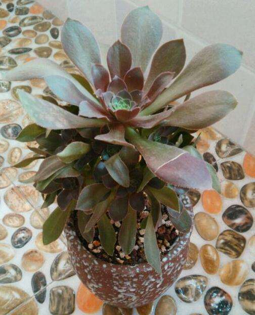 法师多肉怎么养才能出状态