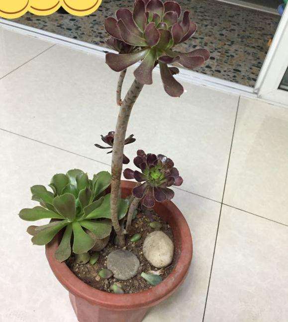 法师多肉怎么打破休眠啊