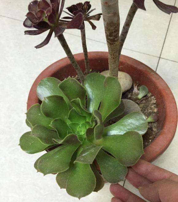 法师多肉怎么打破休眠啊