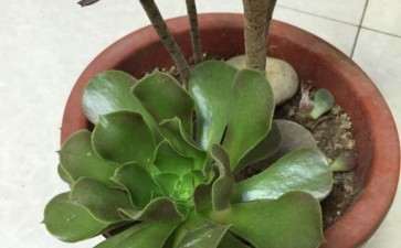 法师多肉怎么打破休眠啊 求方法 图片