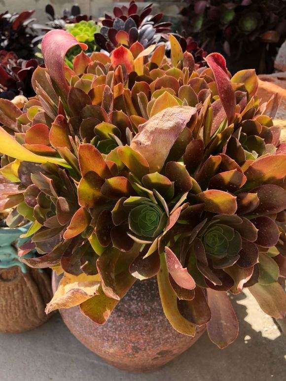 法师多肉如何度夏的方法