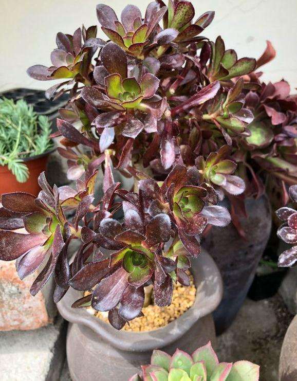 法师多肉如何度夏的方法