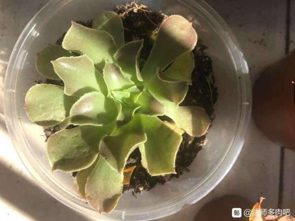 这是什么法师多肉品种 是韶羞吗