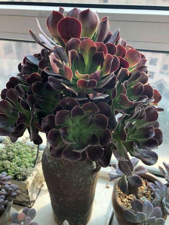 为什么法师多肉怎么那么臭啊