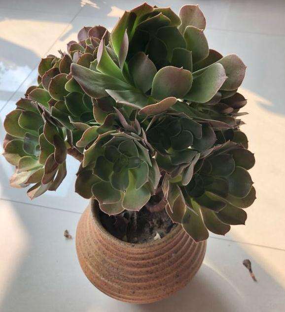 为什么法师多肉怎么那么臭啊