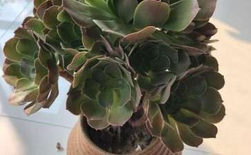 为什么法师多肉怎么那么臭啊