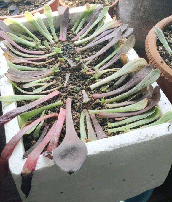 是谁说法师多肉不能叶插的 图片