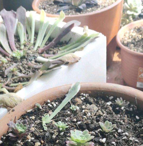 是谁说法师多肉不能叶插的 图片