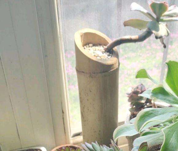 4月份法师多肉砍头苗好度夏吗